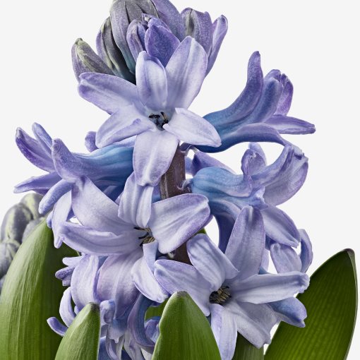 HYACINTHUS, potted plant/3 bulbs Hyacinth, 12 cm, 406.126.25