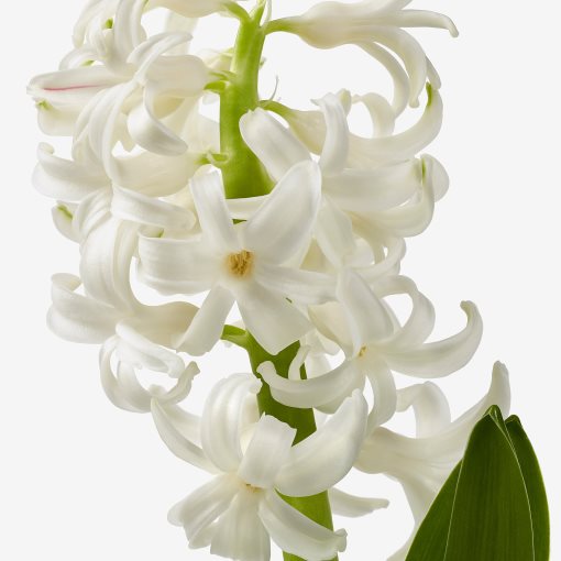 HYACINTHUS, potted plant/3 bulbs Hyacinth, 12 cm, 406.126.25