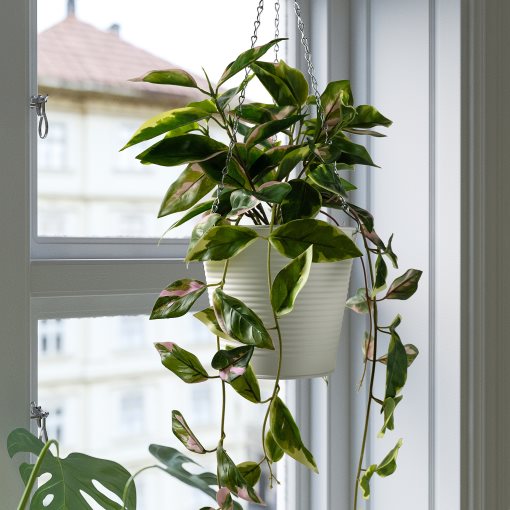 FEJKA, artificial potted plant/in/outdoor Wax plant/hanging, 15 cm, 505.379.99