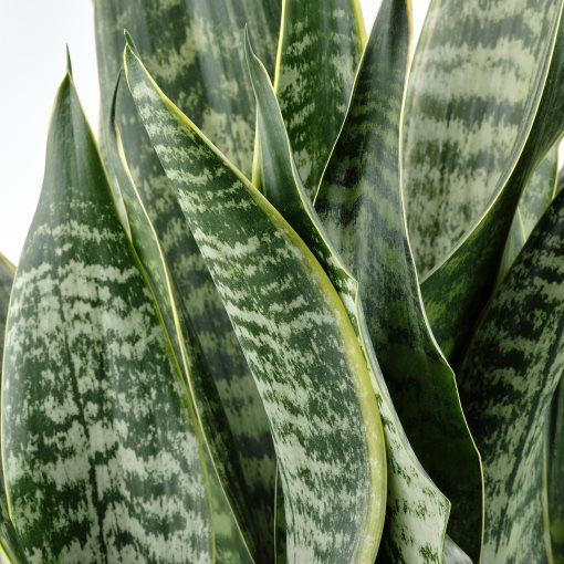 SANSEVIERIA, φυτό σε γλάστρα, 21 cm, 505.975.49