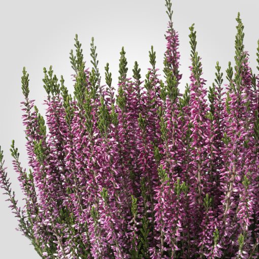 CALLUNA, potted plant/heather, 13 cm, 506.041.30