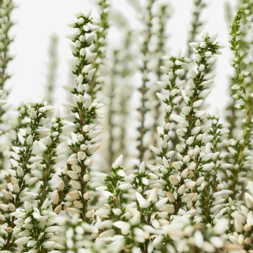 CALLUNA, potted plant/heather, 13 cm, 506.041.30