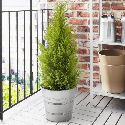 CUPRESSUS, potted plant/cypress, 24 cm, 506.127.62
