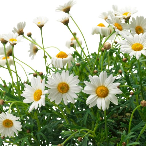 ARGYRANTHEMUM, φυτό σε γλάστρα/μαργαρίτα, 19 cm, 605.923.77