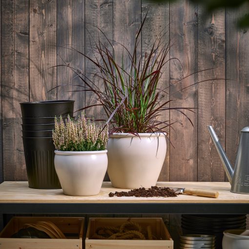 PENNISETUM, potted plant/fountain grass, 17 cm, 605.923.82