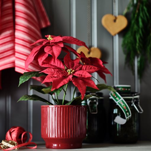 VINTERFINT, plant pot in/outdoor, 12 cm, 606.078.59