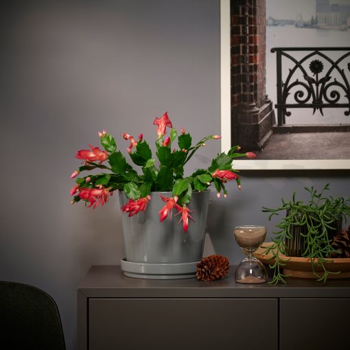 SCHLUMBERGERA, φυτό σε γλάστρα/Χριστουγεννιάτικος κάκτος, 12 cm, 606.126.05
