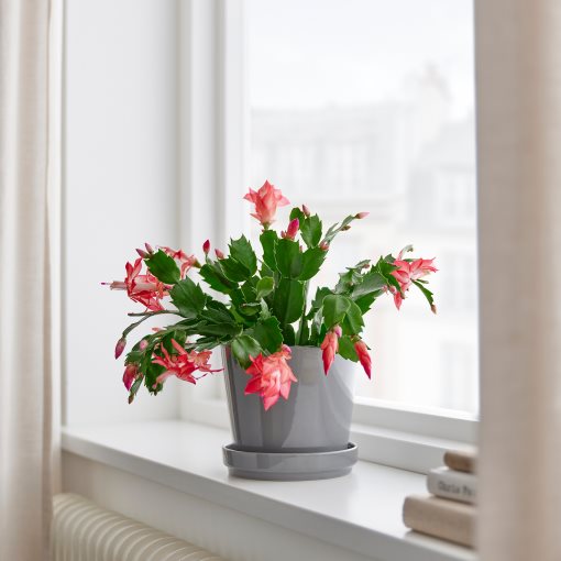 SCHLUMBERGERA, φυτό σε γλάστρα/Χριστουγεννιάτικος κάκτος, 12 cm, 606.126.05