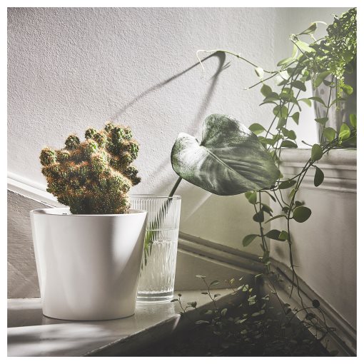 SOJABÖNA, plant pot, 15 cm, 705.335.75