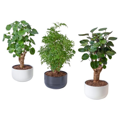 POLYSCIAS, potted plant with pot/bonsai, 14 cm, 705.532.81