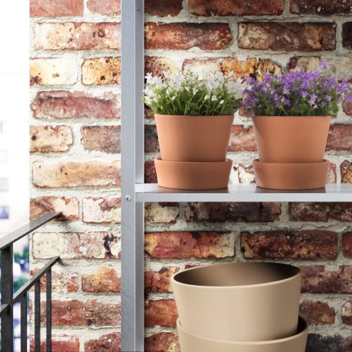 CAMPANULA, potted plant/Campanula Portenslagiana, 10.5 cm, 705.930.79