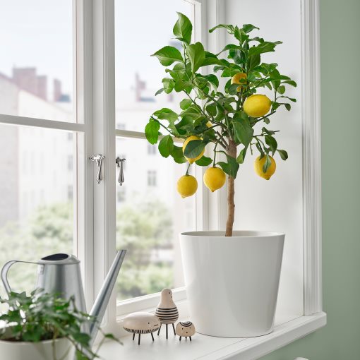 CITRUS, potted plant/lemon, 19 cm, 706.127.61