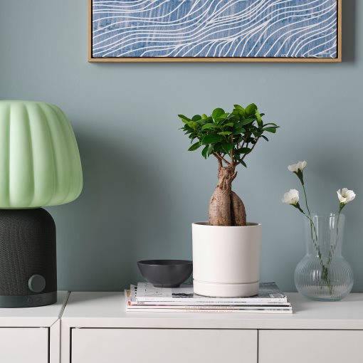 FICUS, potted plant with pot/bonsai, 12 cm, 706.183.86