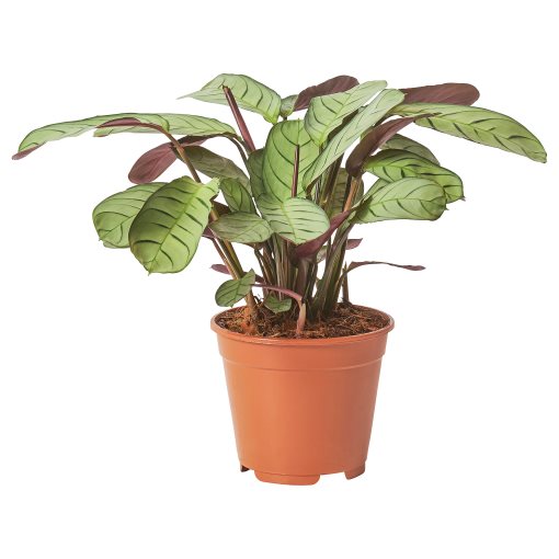 CTENANTHE, potted plant/Never never plant, 14 cm, 805.281.87