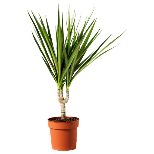 DRACAENA, potted plant/Dragon tree, 9 cm, 805.986.89