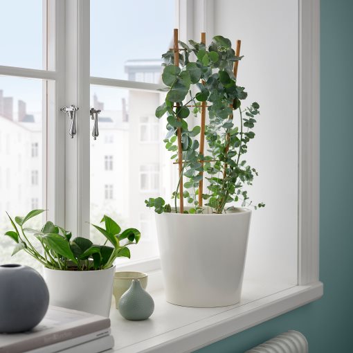 EUCALYPTUS/ANTH, potted plant/eucalyptus, 17 cm, 806.041.38