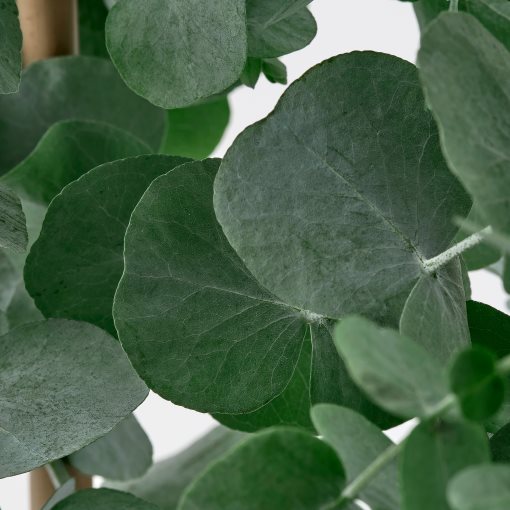 EUCALYPTUS/ANTH, potted plant/eucalyptus, 17 cm, 806.041.38