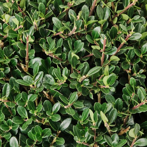 ILEX, potted plant/Box-leaved holly, 21 cm, 806.239.95