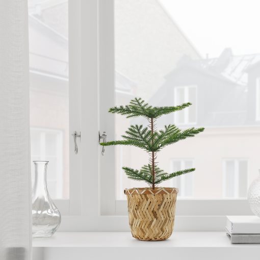 FEJKA, artificial potted plant/Norfolk island pine/In/outdoor, 9 cm, 905.230.66
