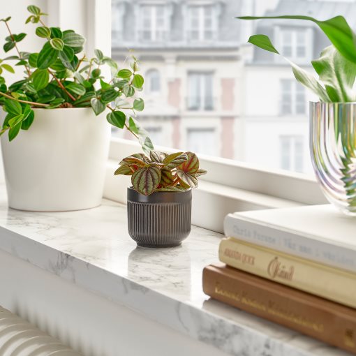 HIMALAYAMIX, φυτό σε γλάστρα, 6 cm, 905.748.95