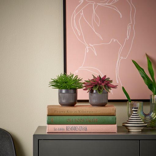 HIMALAYAMIX, φυτό σε γλάστρα, 6 cm, 905.748.95