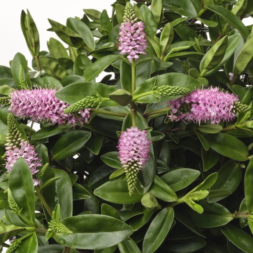 HEBE, potted plant/shrubby Veronica, 17 cm, 905.923.85