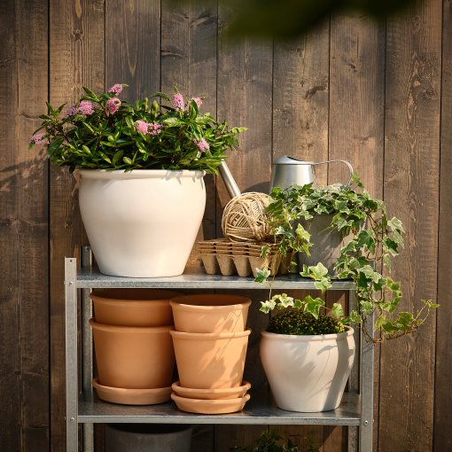 HEBE, potted plant/shrubby Veronica, 17 cm, 905.923.85
