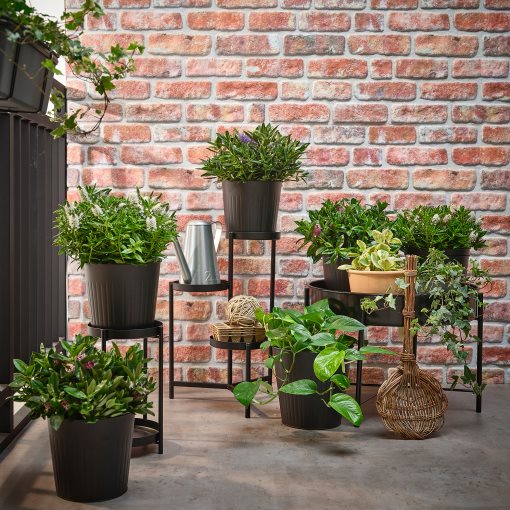 HEBE, potted plant/shrubby Veronica, 17 cm, 905.923.85
