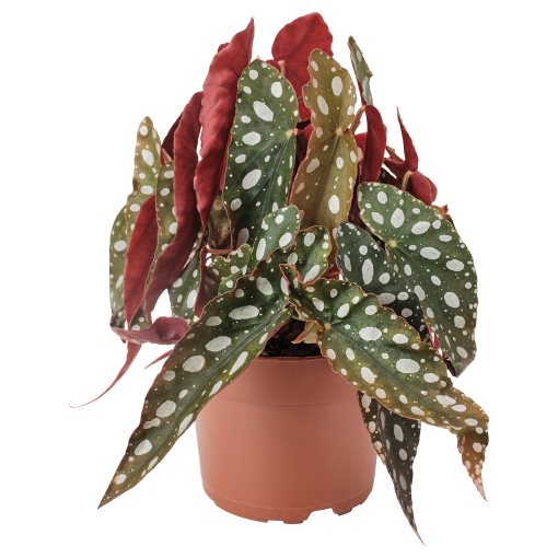 BEGONIA MACULATA, potted plant/spotted begonia, 12 cm, 905.982.31