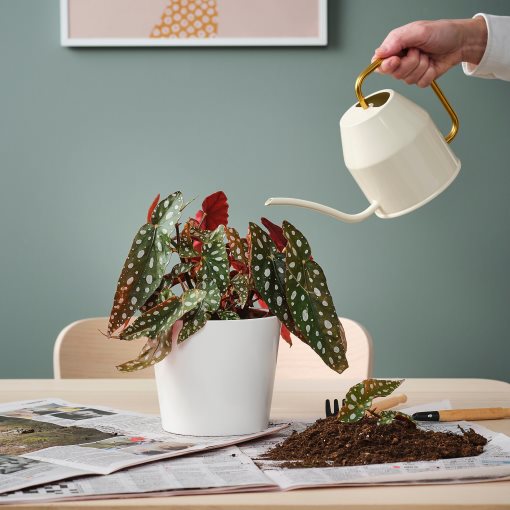 BEGONIA MACULATA, potted plant/spotted begonia, 12 cm, 905.982.31