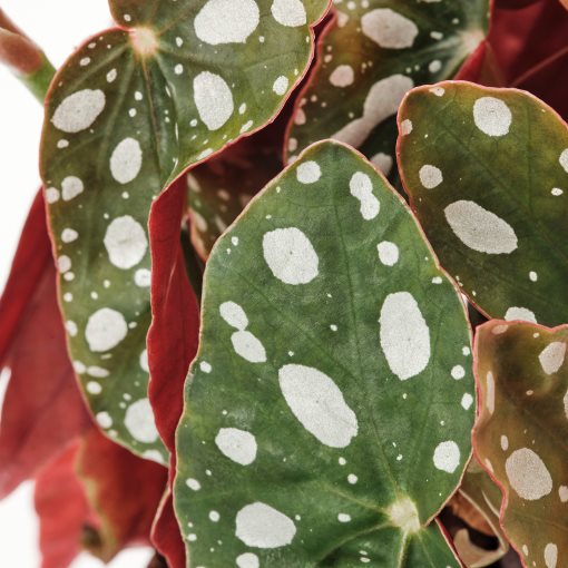 BEGONIA MACULATA, potted plant/spotted begonia, 12 cm, 905.982.31