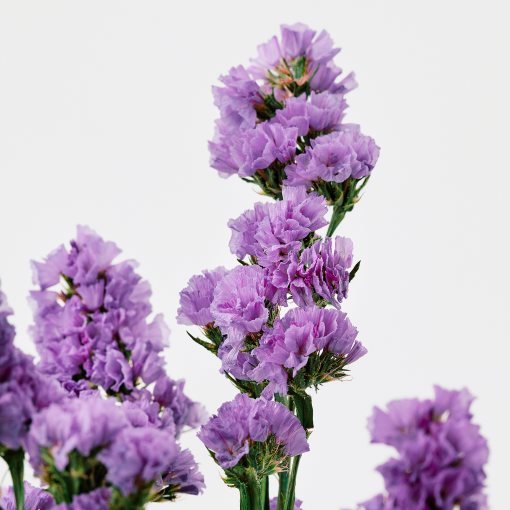 TORKA, dried parts of flowers/plants/bunch, 70 cm, 906.381.28